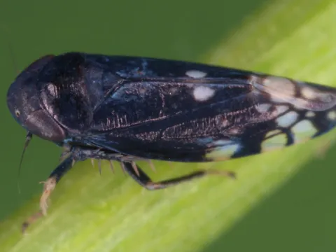 Beet leafhopper