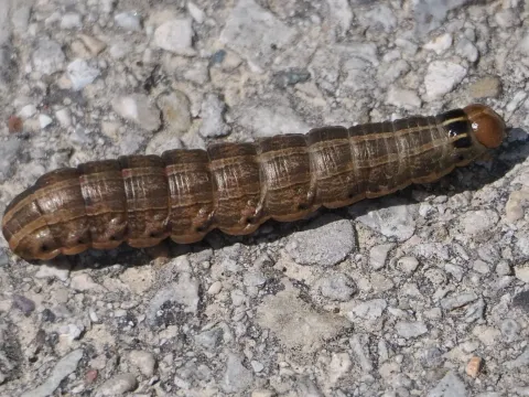 Bronze cutworm