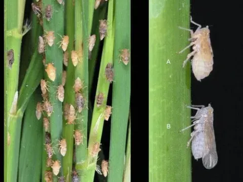Brown planthopper