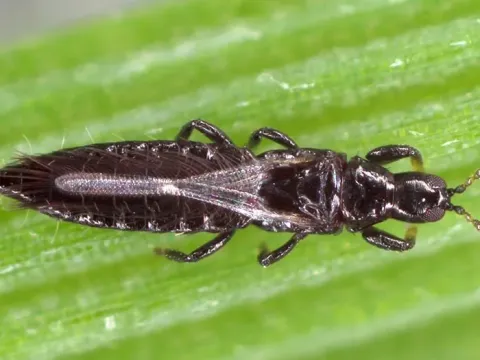 Organothrips