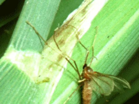 Rice gall midge