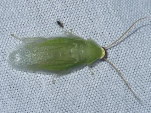 Cuban cockroach