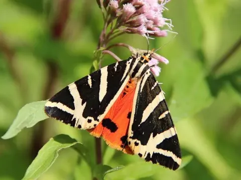 Jersey tiger