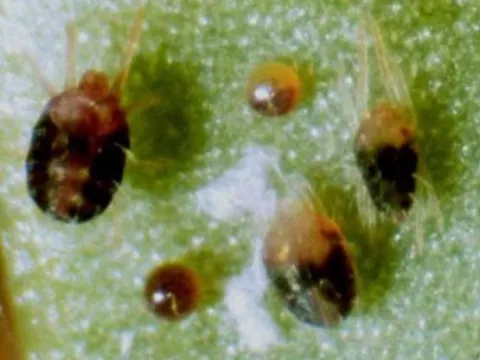Paratetranychus mite