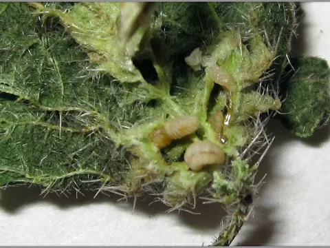 Aphidoletes urticariae