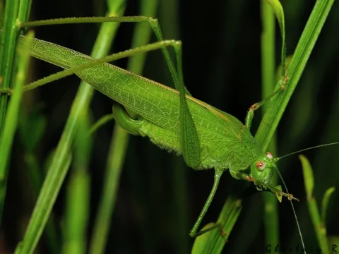 Four-spotted grasshopper