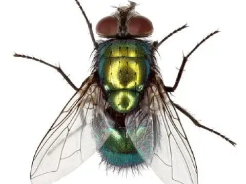 Синяя мясная муха