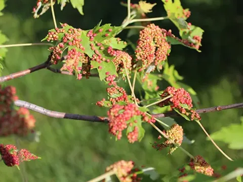 Maple gall mite