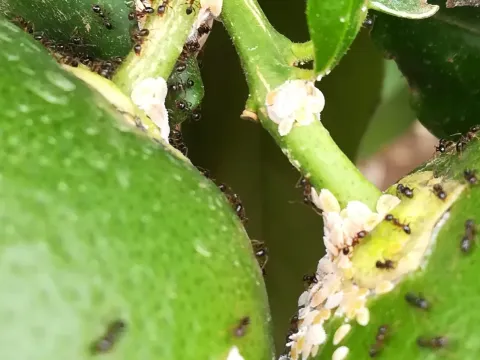 Мучнистый червец Planococcus cryptus