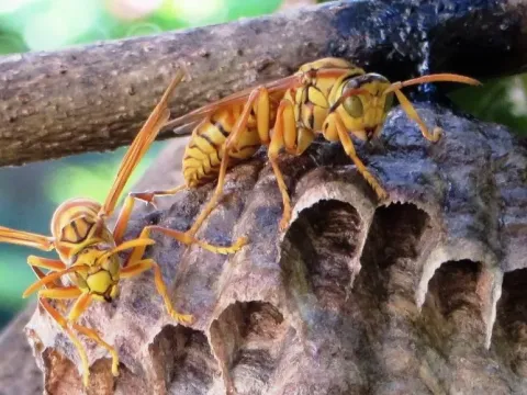 Paper wasp