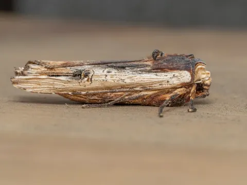 The Grey Shoulder-knot