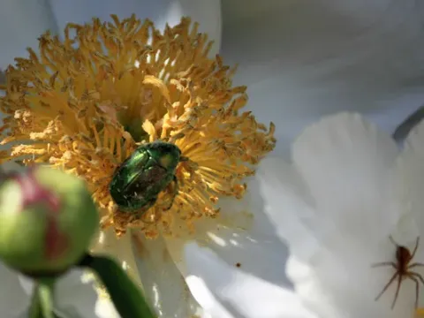 Rose chafer