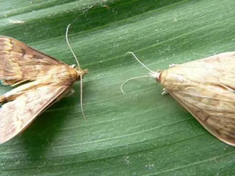 Proceras stem borer