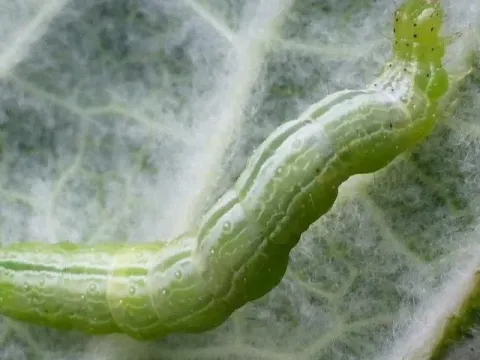Soybean looper