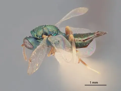 Pteromalus chrysos