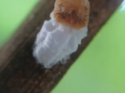 Horse chestnut scale