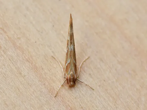 Cotton seed moth