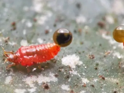 Retithrips