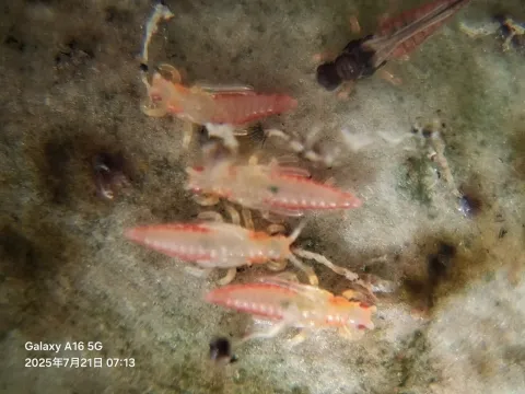 Grape thrips