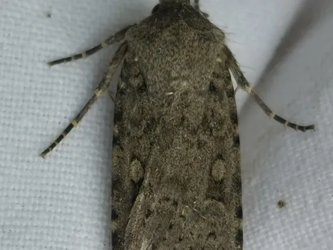 C-nigrum moth