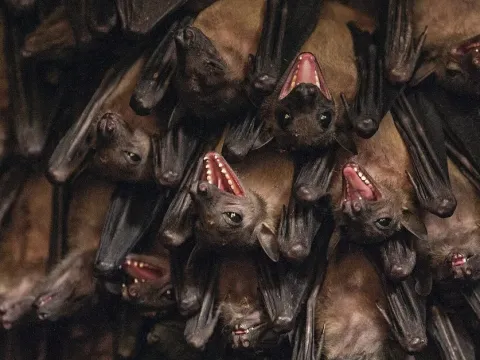Egyptian fruit bat