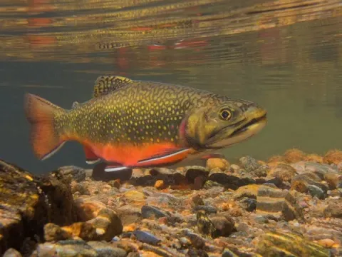 Brook trout