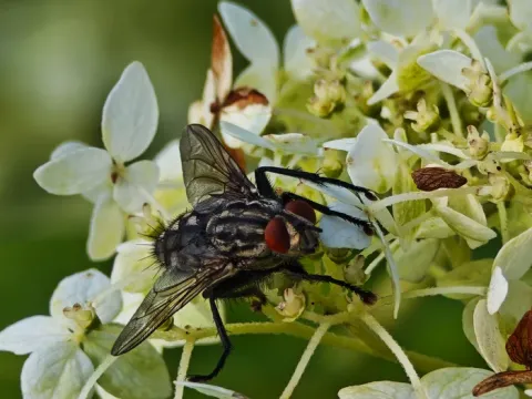 Серая мясная муха