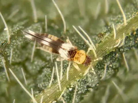 Soybean thrips