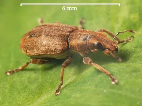 Yellow clover curculio