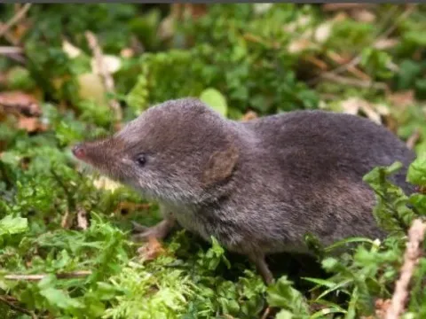 Common shrew