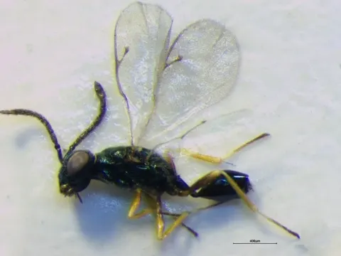 Sphegigaster solitarius