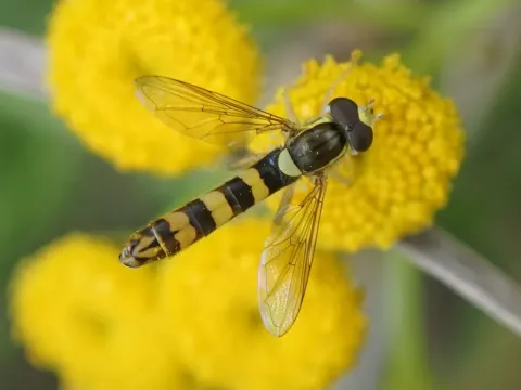 Sphaerophoria flavicauda