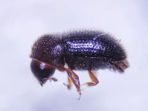 Stephanoderes punctatus