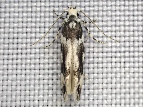 Bud moth
