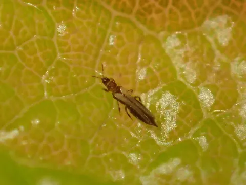 Taeniothrips