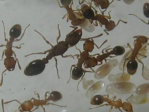 Tetramorium blochmannii ant