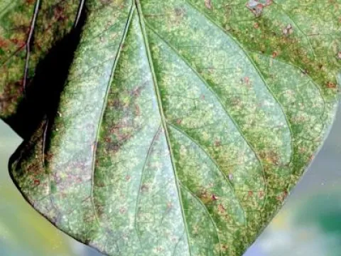 Red coffee mite