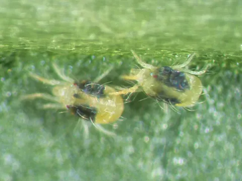 McDaniel spider mite