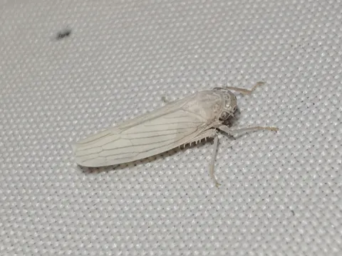 White leafhopper