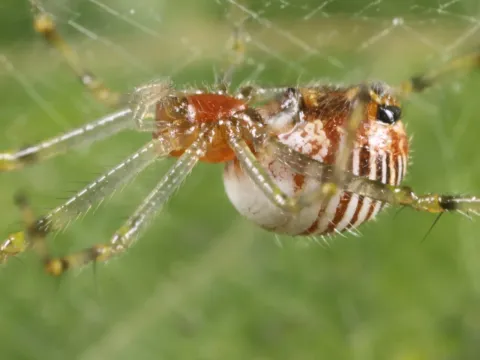 Comb-footed spiders