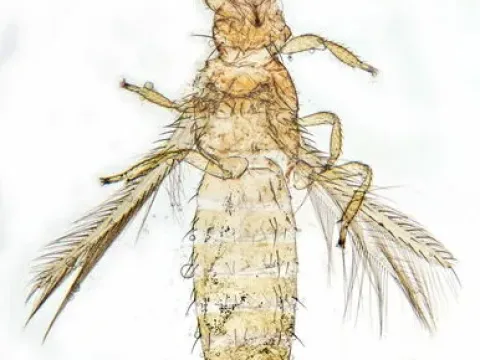 Yellow thrips