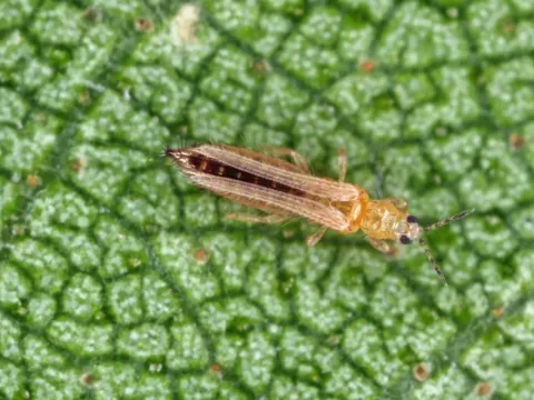 Flower thrips