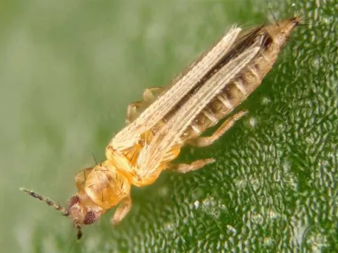 Western flower thrips