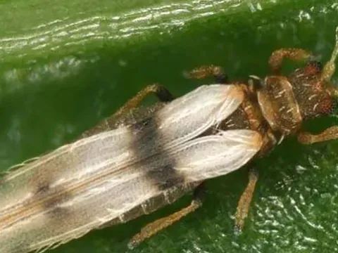 Flax thrips