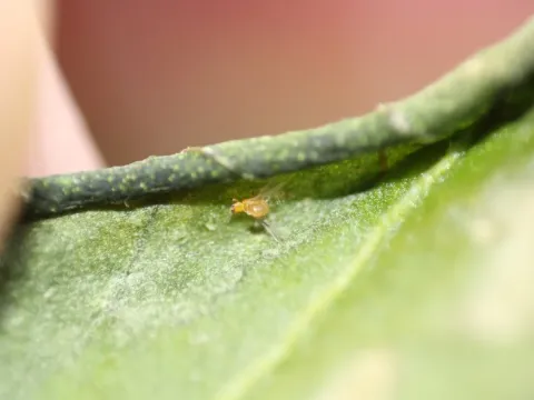 Onion thrips