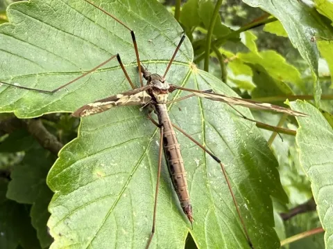 Marsh crane fly