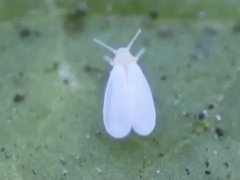 Sow thistle whitefly
