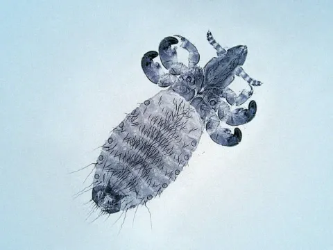 Dog biting louse