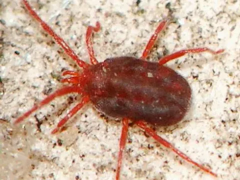 Harvest mite