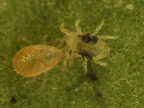 Typhlodromus caudiglans